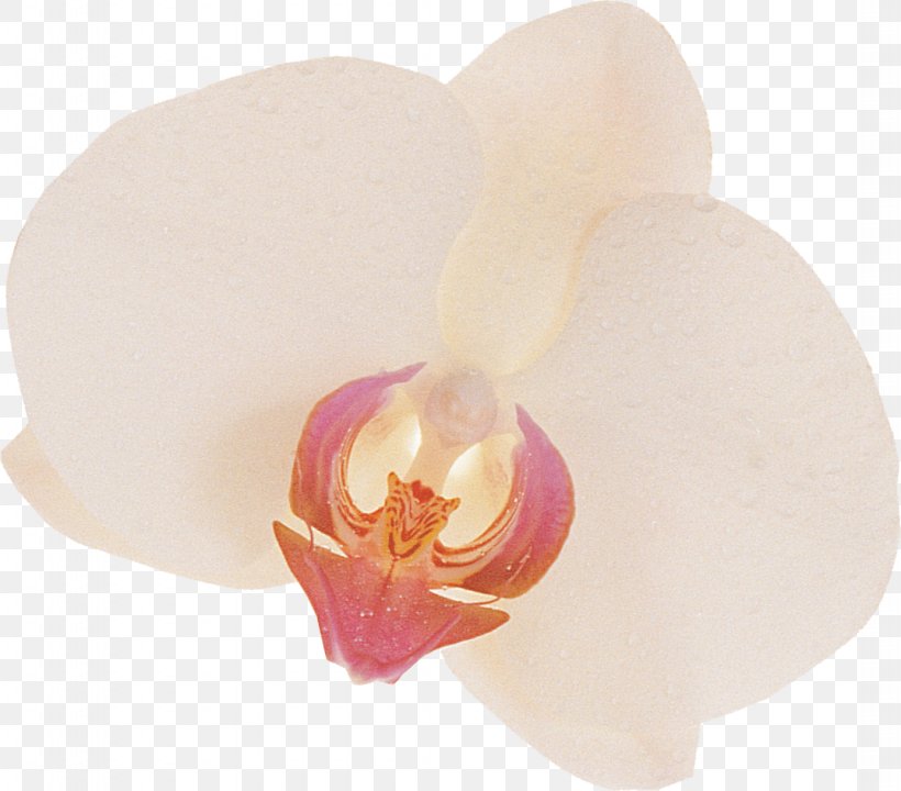 Moth Orchids, PNG, 1075x945px, Moth Orchids, Flower, Flowering Plant, Moth Orchid, Orchids Download Free