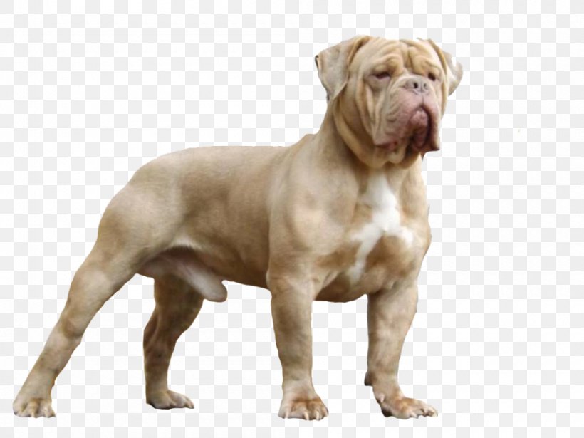 Valley Bulldog Olde English Bulldogge Dorset Olde Tyme Bulldogge American Bulldog American Pit Bull Terrier, PNG, 1000x750px, Valley Bulldog, Alapaha Blue Blood Bulldog, American Bulldog, American Pit Bull Terrier, Australian Bulldog Download Free