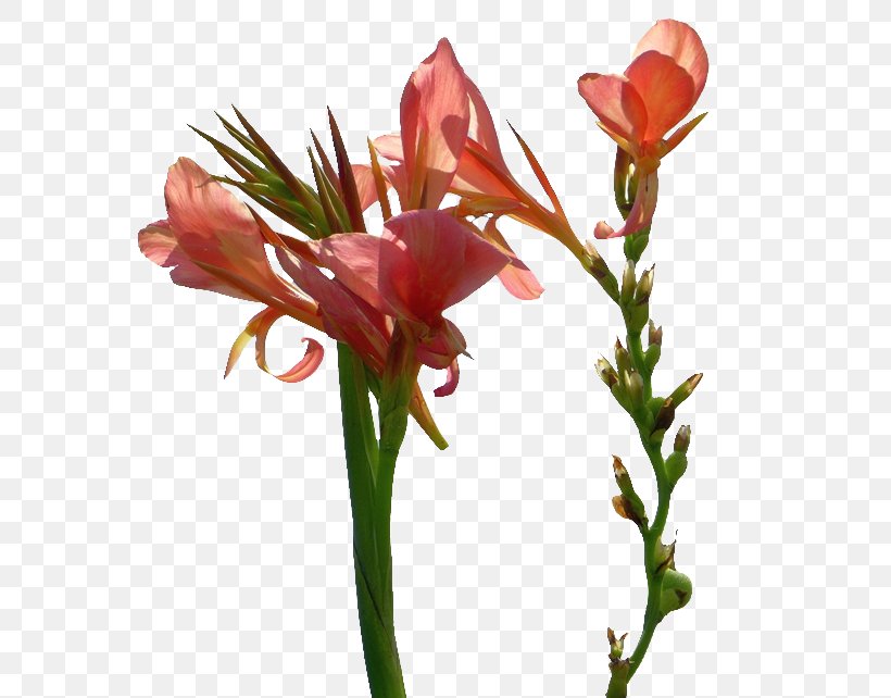 Canna Indica Flower Indian Shot Leaf, PNG, 652x642px, Canna Indica, Amaryllis Belladonna, Asparagus Setaceus, Bud, Canna Download Free