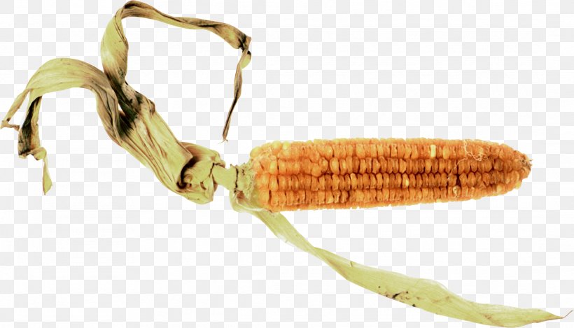 Corn On The Cob Maize, PNG, 2176x1245px, Corn On The Cob, Corn Kernel, Insect, Invertebrate, Leaf Download Free