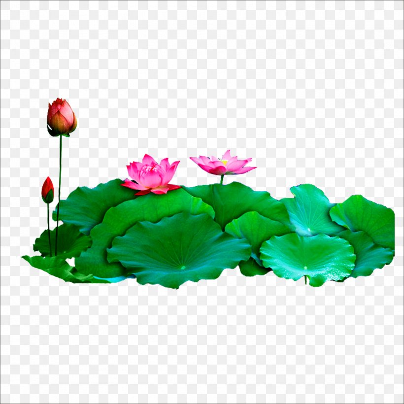 Download Computer File, PNG, 1773x1773px, Heye, Aquatic Plant, Artificial Flower, Binary Large Object, Editing Download Free