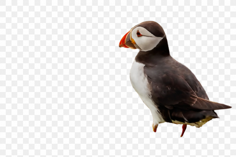 Puffins Beak, PNG, 1920x1280px, Watercolor, Beak, Paint, Puffins, Wet Ink Download Free