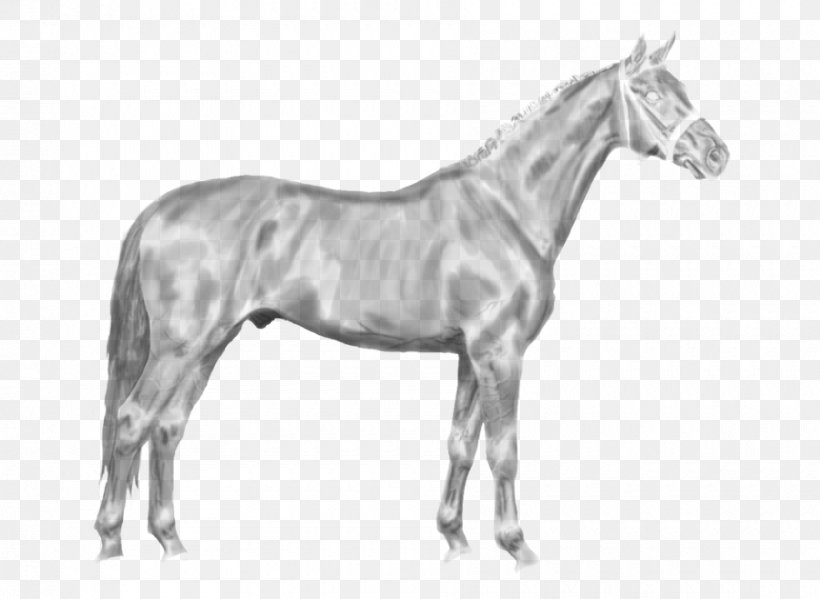 Swedish Warmblood Stallion Hanoverian Horse Mustang Pony, PNG, 900x658px, Stallion, Animal Figure, Bit, Black And White, Bridle Download Free