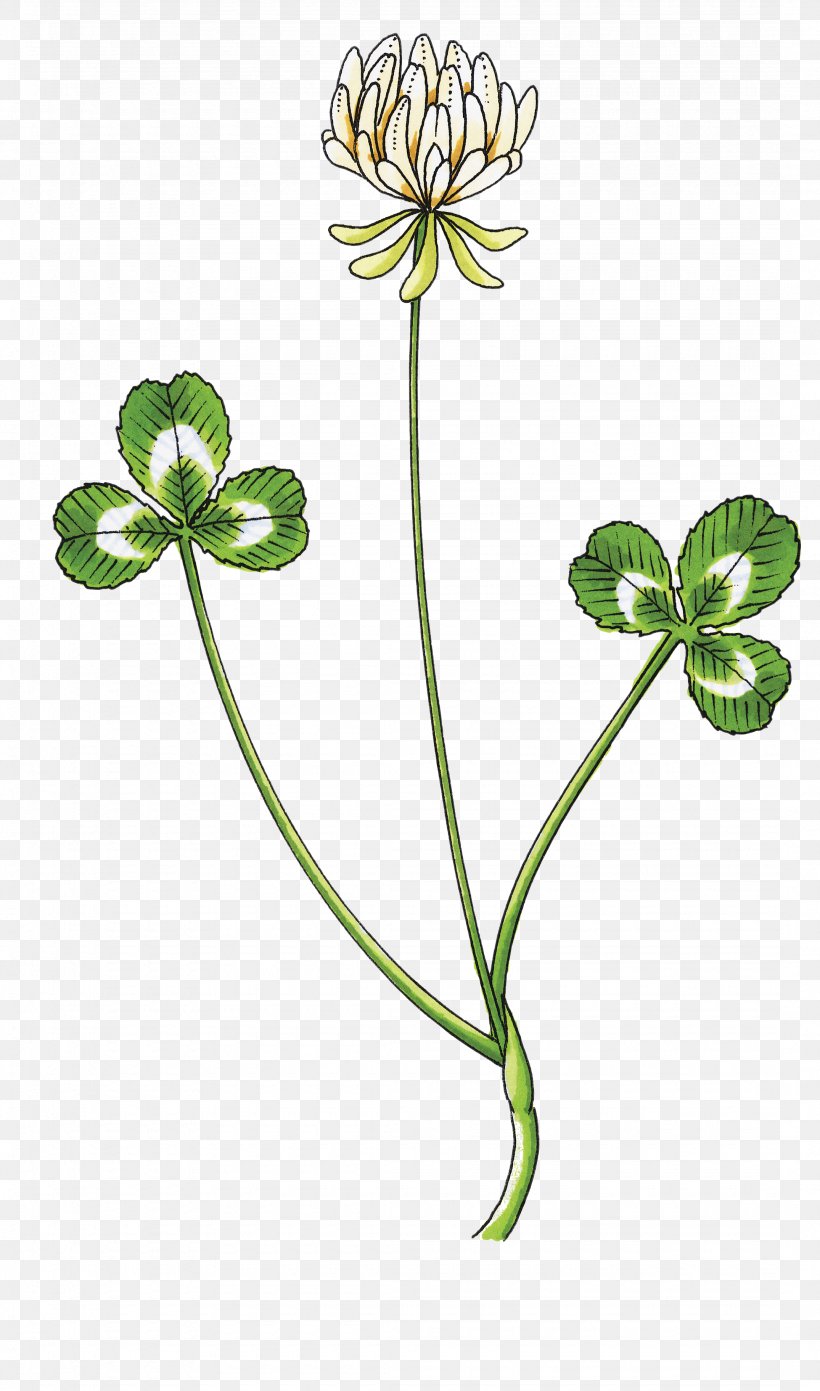 White Clover Petal Drawing Trifolium Wormskioldii, PNG, 2150x3648px, White Clover, Botanical Illustration, Botany, Clover, Drawing Download Free