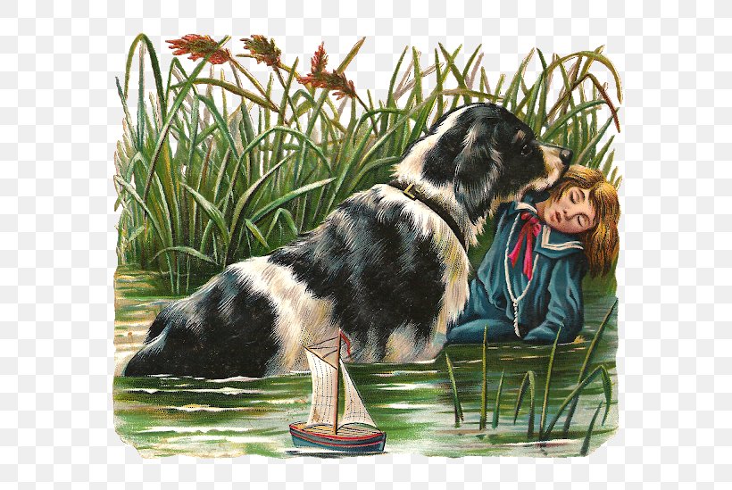 Dog Breed Stabyhoun Newfoundland Dog Shetland Sheepdog Clip Art, PNG, 640x549px, Dog Breed, Art, Boy, Carnivoran, Child Download Free