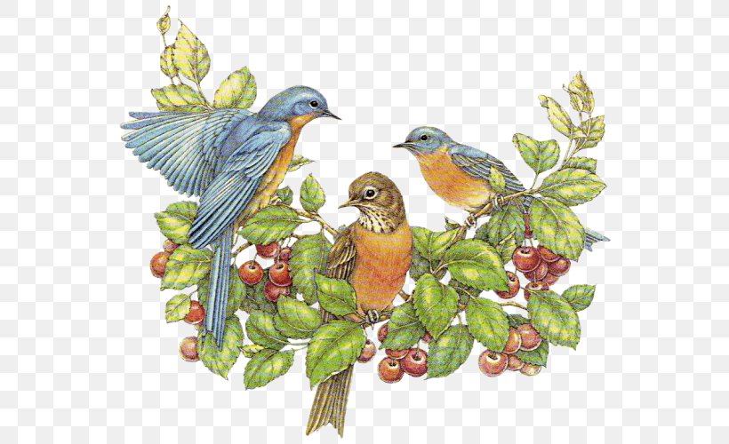 European Robin Bird Clip Art, PNG, 568x500px, European Robin, Beak, Bird, Bird Nest, Branch Download Free