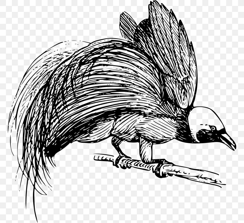 Goldie's Bird-of-paradise Drawing Clip Art, PNG, 768x749px, Bird, Animal, Art, Beak, Bird Of Paradise Flower Download Free