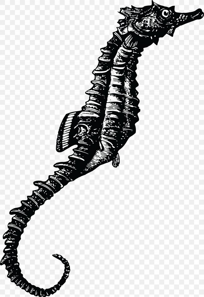 New Holland Seahorse T-shirt Fish Clip Art, PNG, 4000x5807px, Horse, Animal, Aquatic Animal, Black And White, Fish Download Free