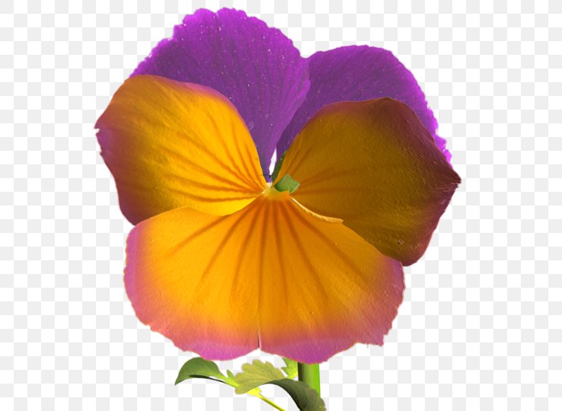 Pansy Violet Mixed Gender, PNG, 600x600px, Pansy, Annual Plant, Flower, Flowering Plant, Landscape Download Free