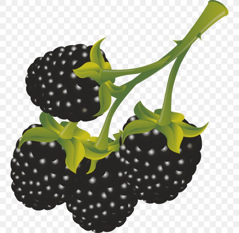 Berry Line Black Ink, PNG, 800x800px, Berry, Blackberry, Food, Fruit, Frutti Di Bosco Download Free