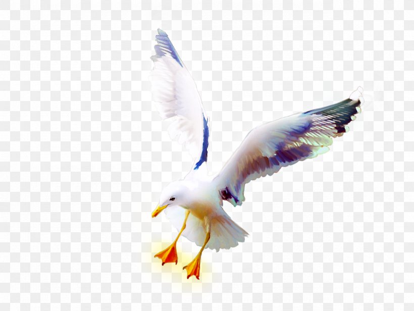 Bird European Herring Gull Rock Dove, PNG, 1280x963px, Bird, Animal, Beak, Charadriiformes, Copyright Download Free