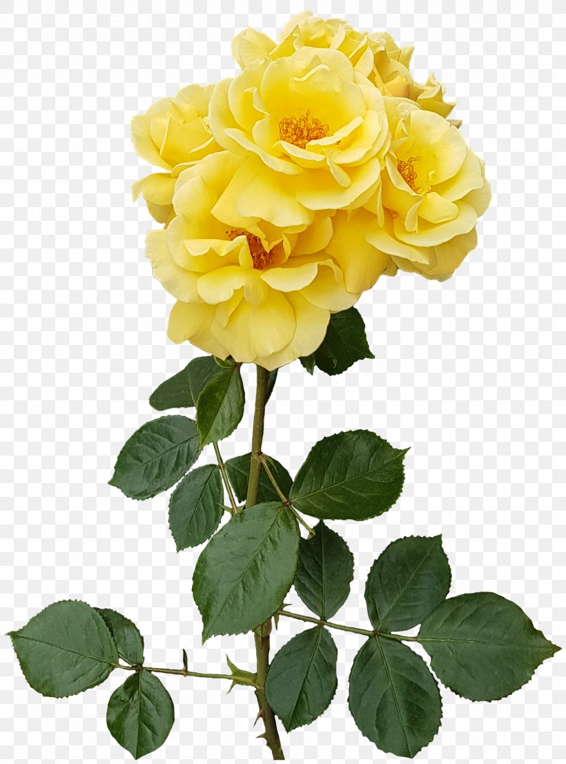 Garden Roses Flower Centifolia Roses Floristry, PNG, 1714x2315px, Garden Roses, Centifolia Roses, Cut Flowers, Floribunda, Floristry Download Free
