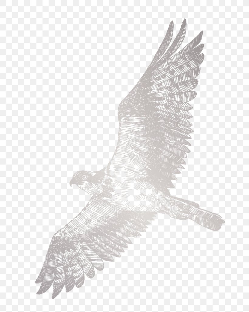 Image Design Illustration Drawing, PNG, 806x1024px, Drawing, Accipitriformes, Bald Eagle, Beak, Bird Download Free