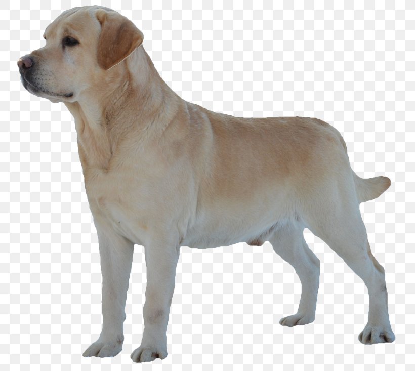 Labrador Retriever English Mastiff Dog Breed Shar Pei Pug, PNG, 800x733px, Labrador Retriever, Ancient Dog Breeds, Animal, Breed, Bullmastiff Download Free