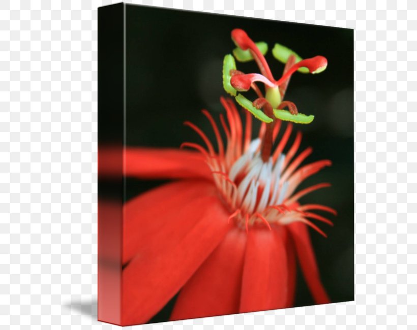 Passion Fruit Passiflora Vitifolia Flower Art, PNG, 589x650px, Passion Fruit, Art, Artist, Fine Art, Flora Download Free