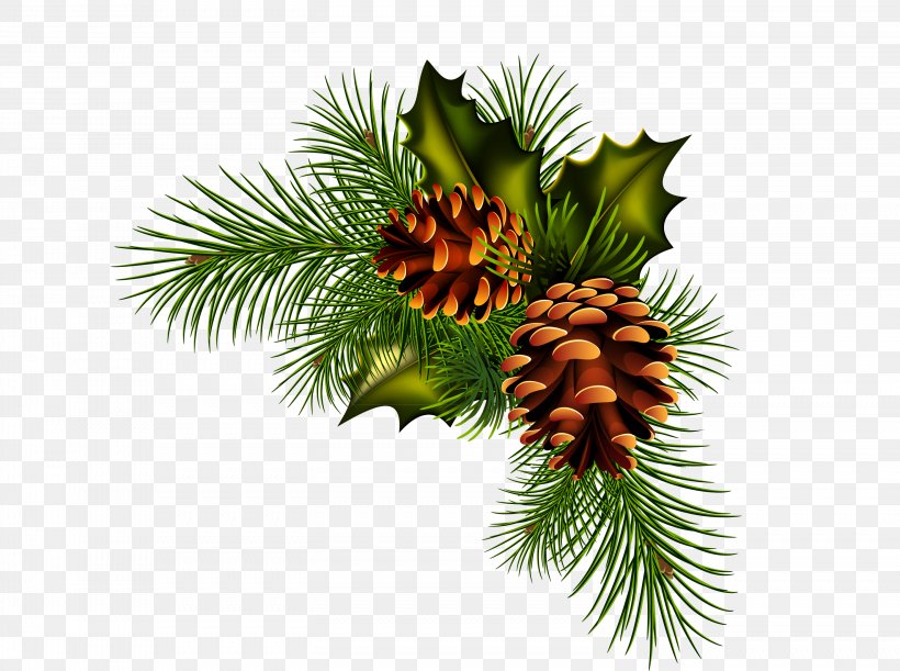 Pine Spruce Fir Conifer Cone, PNG, 2952x2203px, Pine, California Foothill Pine, Christmas Decoration, Christmas Ornament, Cone Download Free