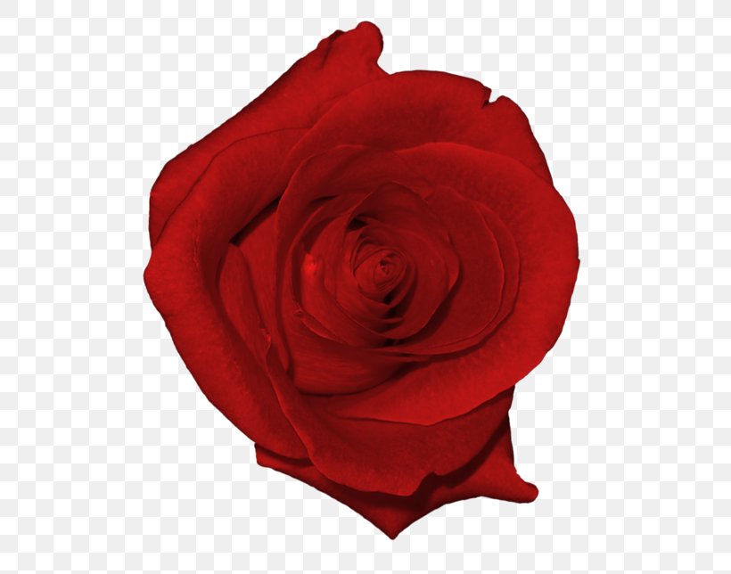 Rose Clip Art, PNG, 600x644px, Rose, Art, Cut Flowers, Drawing, Floribunda Download Free