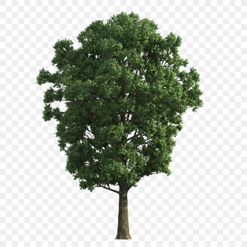 Tree Gratis, PNG, 1024x1024px, Tree, Branch, Gratis, Oak, Plane Tree Family Download Free
