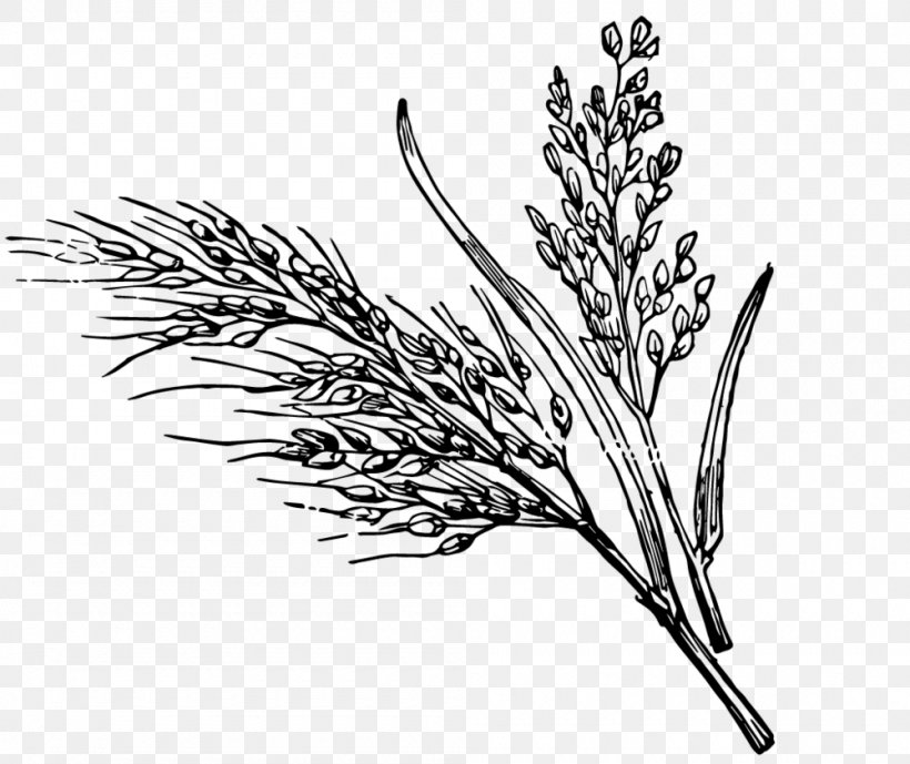 Black And White Wild Rice White Rice Clip Art, PNG, 1000x841px, Black And White, Black Rice, Branch, Commodity, Drawing Download Free