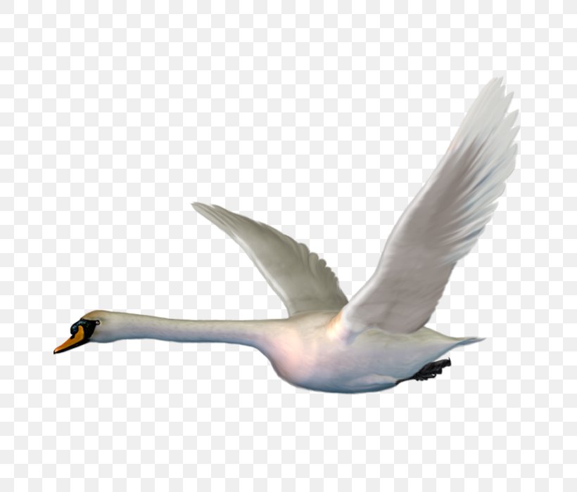 Cygnini Bird Goose Clip Art, PNG, 700x700px, Cygnini, Animal Illustrations, Beak, Bird, Duck Download Free