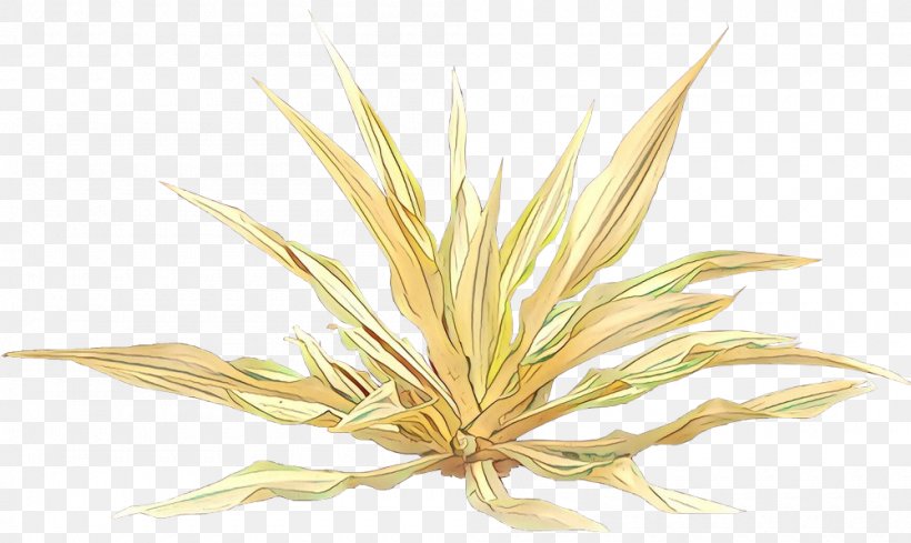 Grasses Commodity, PNG, 1000x597px, Grasses, Commodity, Flower, Grass, Grass Family Download Free