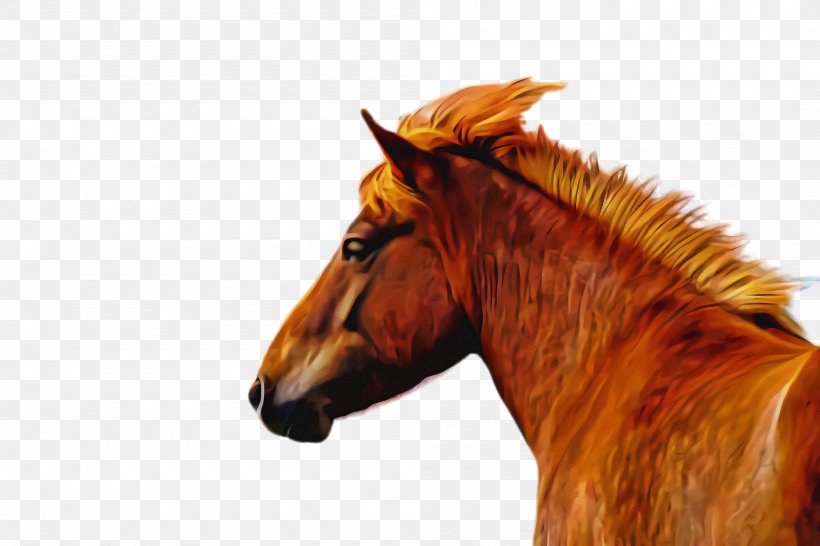 Horse Sorrel Mane Head Stallion, PNG, 2000x1332px, Horse, Head, Liver, Mane, Mare Download Free