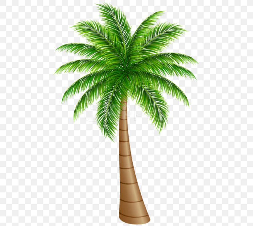 Palm Tree Silhouette, PNG, 481x731px, Palm Trees, Arecales, Attalea Speciosa, California Palm, Coconut Download Free