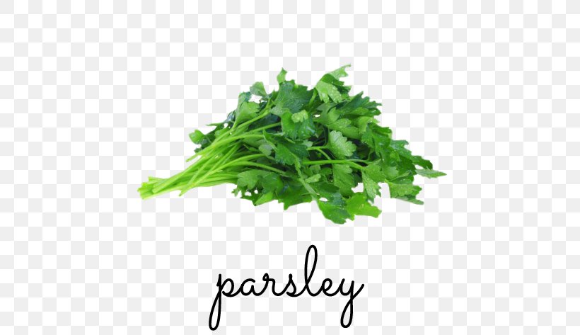 Parsley Greek Cuisine Herb Chicken Soup Celeriac, PNG, 630x473px, Parsley, Apiaceae, Celeriac, Celery, Chervil Download Free