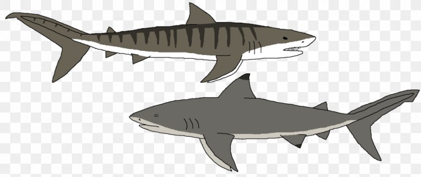 Tiger Shark Squaliform Sharks Requiem Sharks Fauna, PNG, 1024x433px, Tiger Shark, Animal, Animal Figure, Cartilaginous Fish, Fauna Download Free