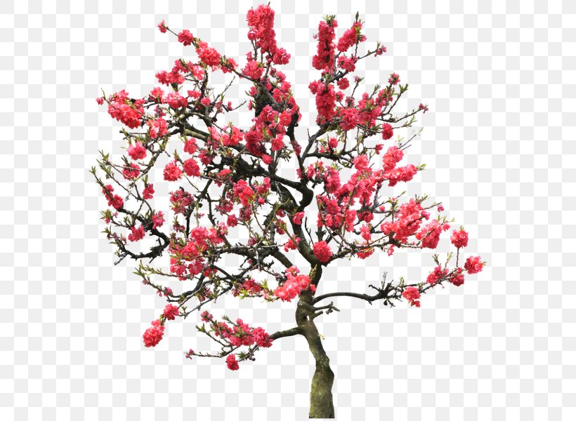 Blossom Peach Tree Clip Art, PNG, 576x600px, Blossom, Branch, Cherry, Cherry Blossom, Diamant Koninkrijk Koninkrijk Download Free
