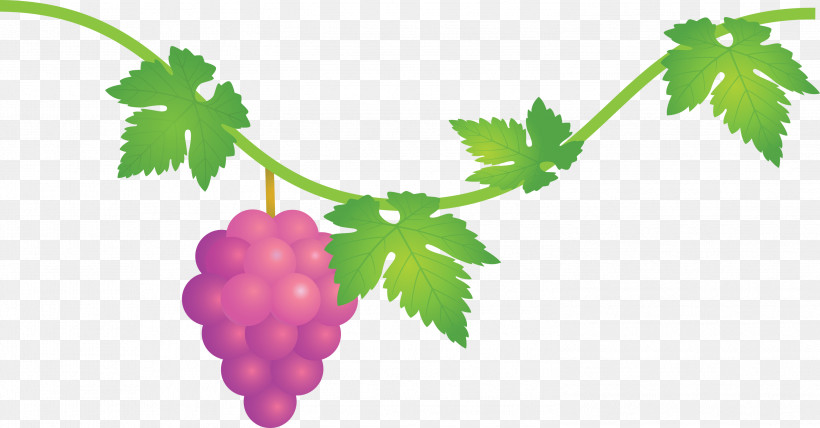 Grape Grapes Fruit, PNG, 2999x1567px, Grape, Currant, Flower, Food, Fruit Download Free