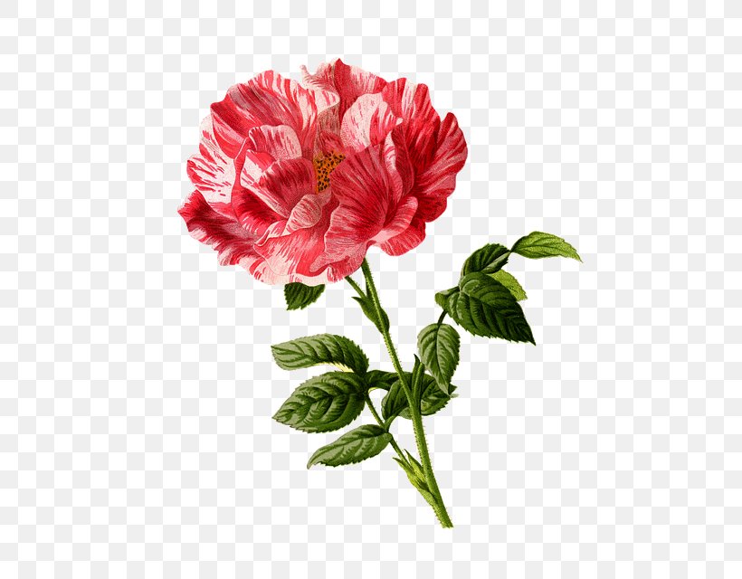 Rose Flower Wallpaper, PNG, 640x640px, Rose, Annual Plant, Art, Canvas, Carnation Download Free