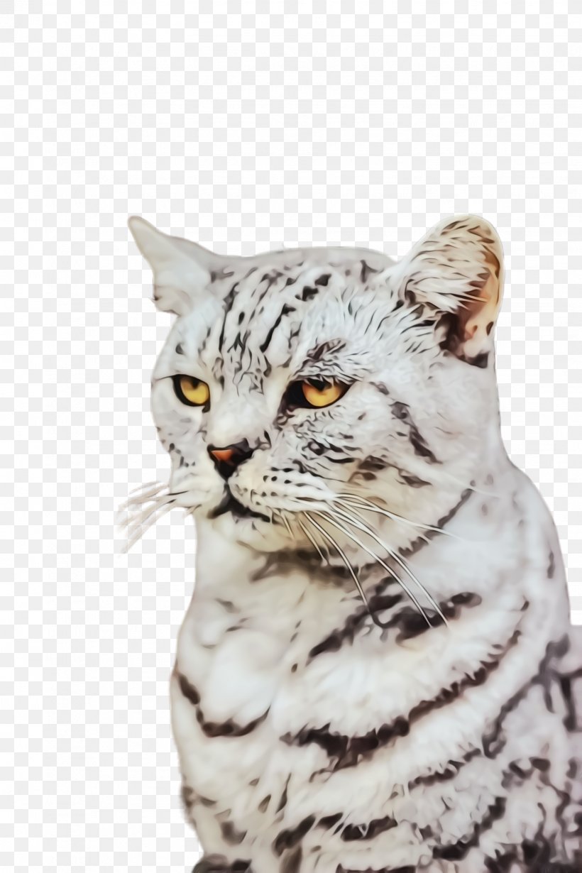 Cat Small To Medium-sized Cats Whiskers Tabby Cat American Shorthair, PNG, 1632x2448px, Watercolor, American Shorthair, Cat, European Shorthair, Paint Download Free