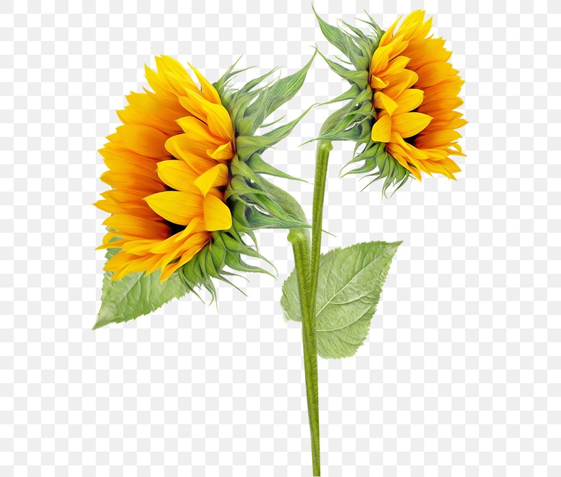Common Sunflower Sunflowers Clip Art, PNG, 552x697px, Common Sunflower, Annual Plant, Calendula, Cut Flowers, Daisy Family Download Free
