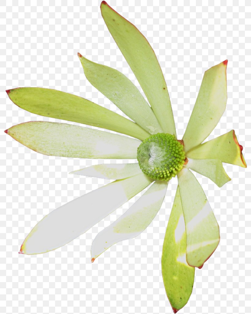 Petal Flower Plant Stem, PNG, 796x1024px, Petal, Banderole, Et Cetera, Flora, Flower Download Free
