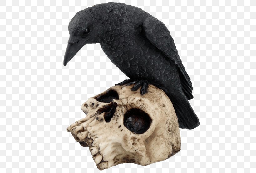Bird The Raven Skull Common Raven Crow Family, PNG, 555x555px, Bird, Beak, Collectable, Common Raven, Crow Download Free