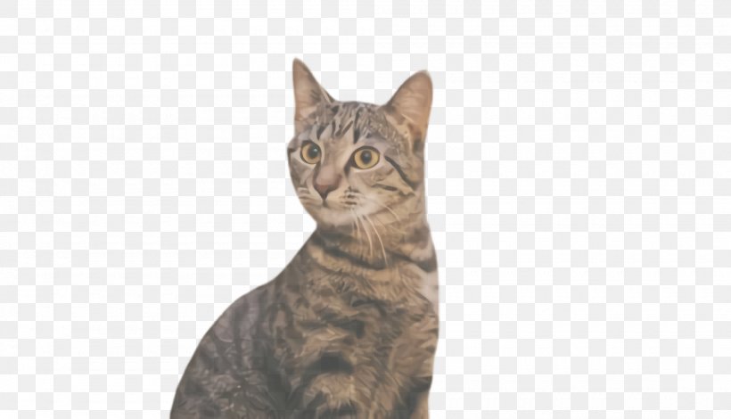 Cat Tabby Cat Small To Medium-sized Cats Whiskers European Shorthair, PNG, 2000x1148px, Cat, Asian, California Spangled, European Shorthair, Small To Mediumsized Cats Download Free