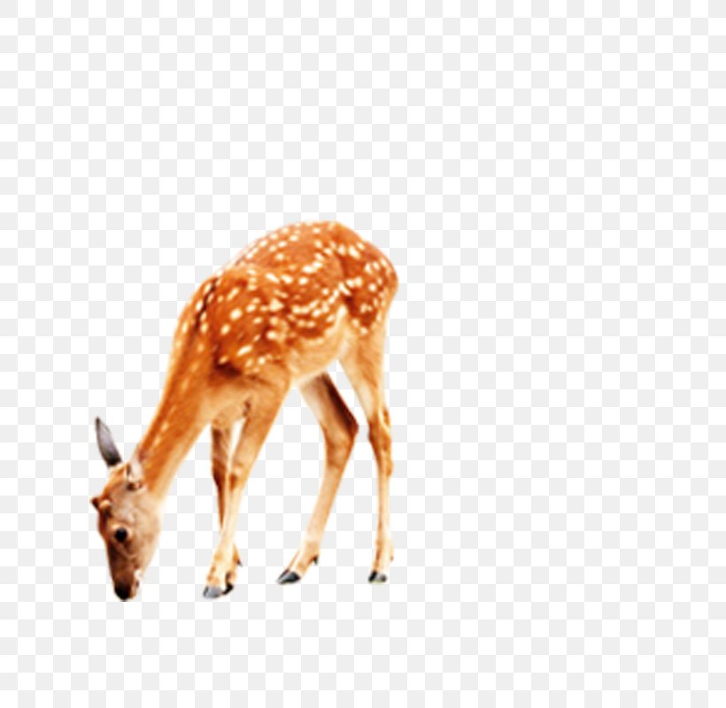 Deer Giraffe Computer File, PNG, 800x800px, Deer, Animal, Antler, Designer, Fauna Download Free