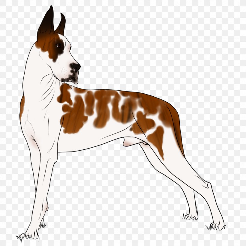 Dog Breed English Foxhound Ibizan Hound Companion Dog, PNG, 1024x1024px, Dog Breed, Breed, Carnivoran, Companion Dog, Dog Download Free