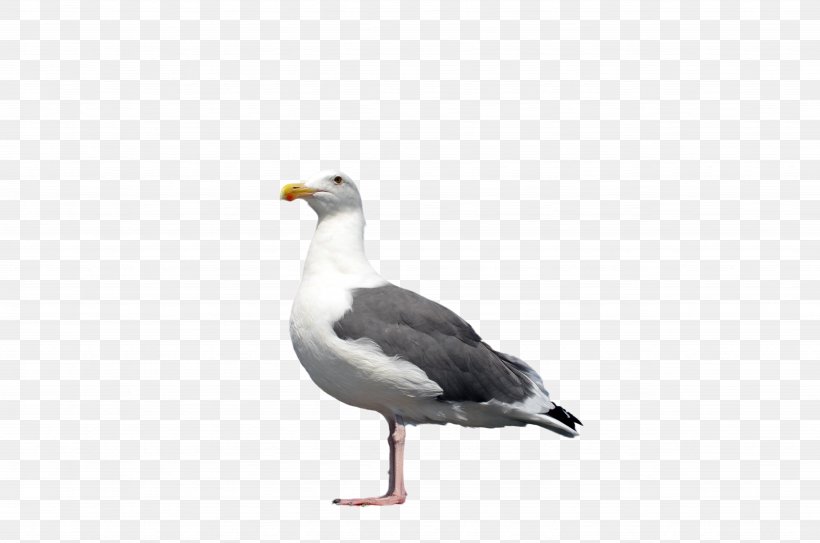 Gulls Great Black-backed Gull Bird European Herring Gull, PNG, 4928x3264px, Gulls, Beak, Bird, Charadriiformes, European Herring Gull Download Free