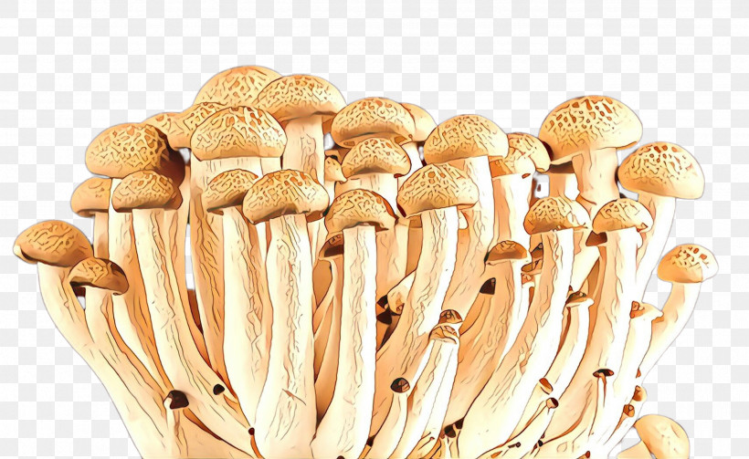 Mushroom Pleurotus Eryngii Champignon Mushroom Edible Mushroom Enokitake, PNG, 2552x1568px, Mushroom, Agaricaceae, Agaricomycetes, Agaricus, Champignon Mushroom Download Free
