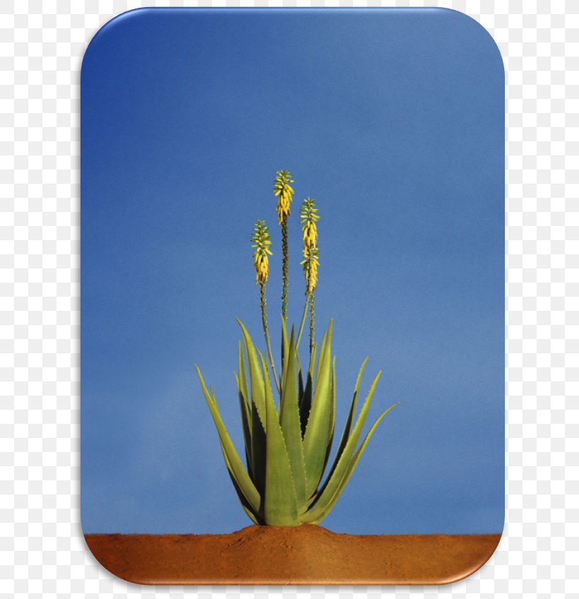 Aloe Vera Plant Asphodelaceae Xanthorrhoeaceae Gel, PNG, 630x848px, Aloe Vera, Aloe, Asphodelaceae, Flora, Flower Download Free