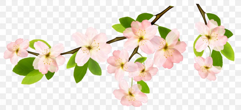 Branch Flower Clip Art, PNG, 4596x2114px, Branch, Blossom, Cherry Blossom, Flower, Flowering Plant Download Free