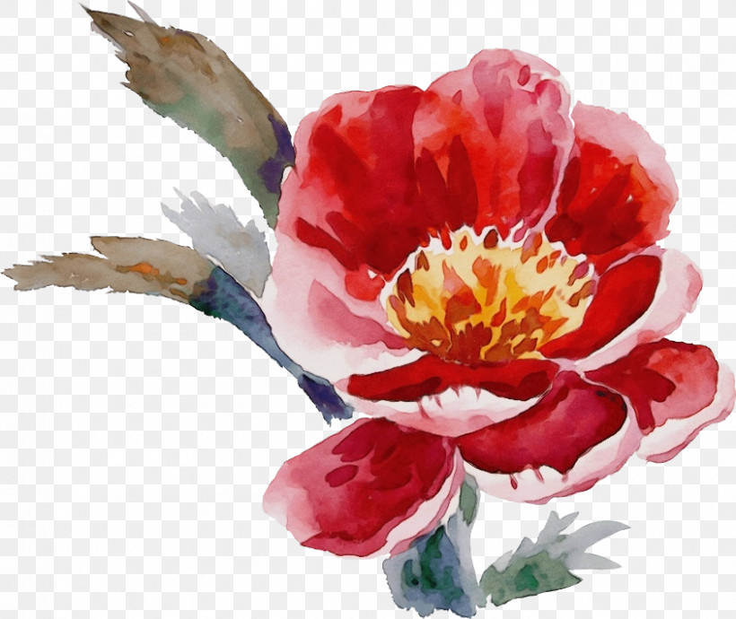 Flower Petal Watercolor Paint Plant Pink, PNG, 843x710px, Drawing Flower, Chinese Peony, Cut Flowers, Floral Drawing, Flower Download Free