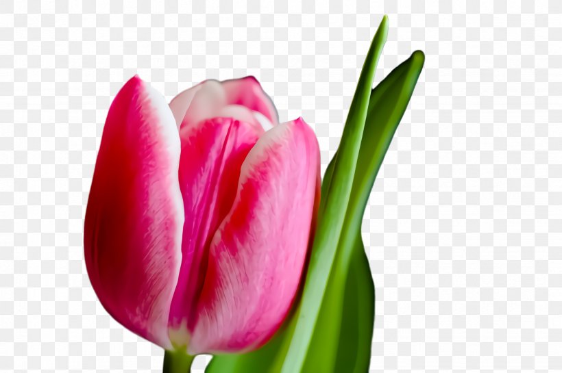 Lily Flower Cartoon, PNG, 2452x1632px, Tulip, Anthurium, Blossom, Bud, Closeup Download Free