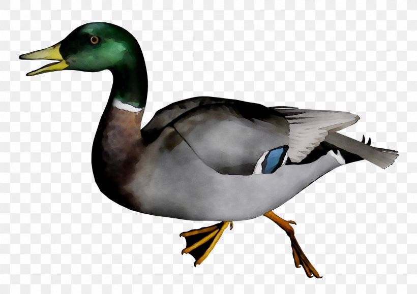 Mallard Goose Duck Fauna Beak, PNG, 1887x1334px, Mallard, American Black Duck, Beak, Bird, Duck Download Free