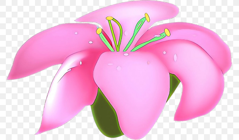 Pink Petal Flower Plant Frangipani, PNG, 775x480px, Pink, Flower, Frangipani, Impatiens, Petal Download Free