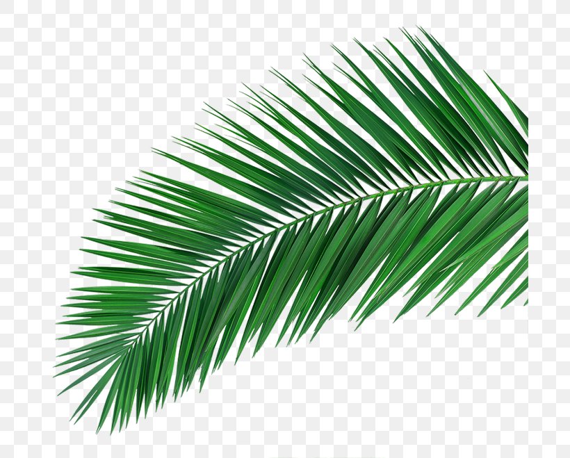 Arecaceae Promotional Merchandise Idea Good Times & Laughter, PNG, 700x659px, Arecaceae, Arecales, Fashion, Gestaltung, Grass Download Free