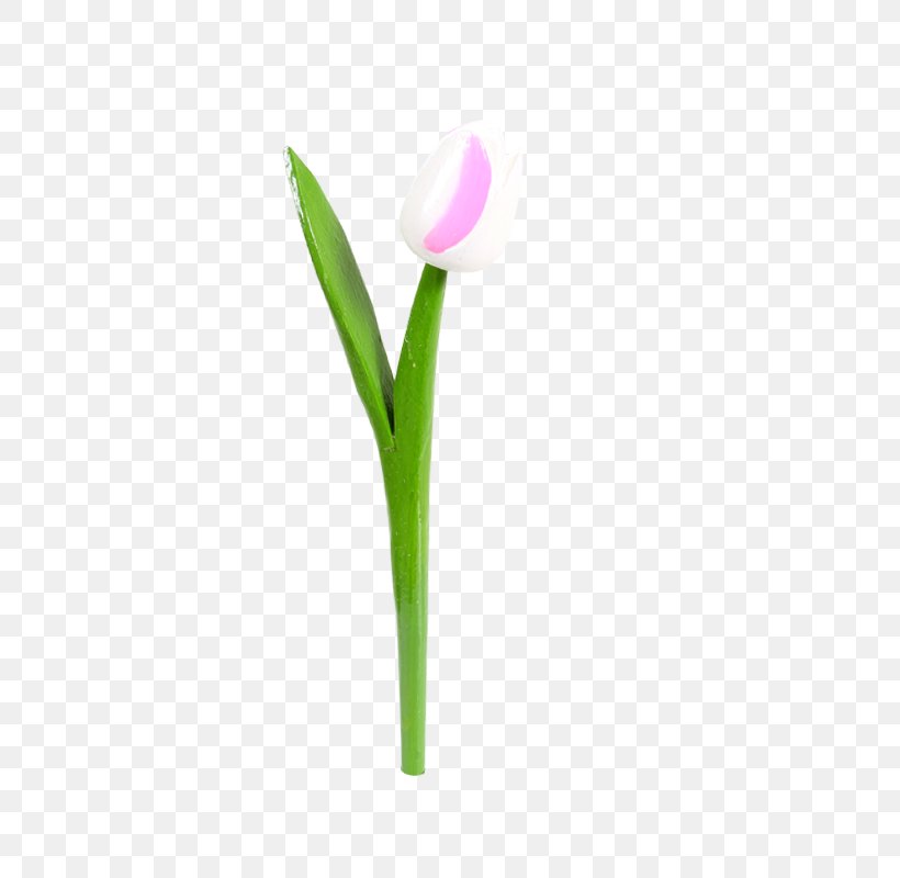 Flowering Plant Tulip Cut Flowers, PNG, 800x800px, Flower, Cut Flowers, Family, Flowering Plant, Liliaceae Download Free