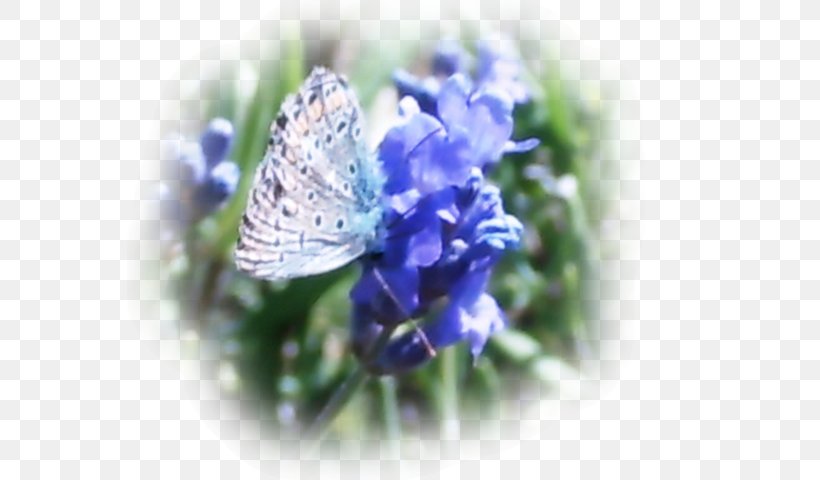 Gossamer-winged Butterflies Lavender, PNG, 566x480px, Gossamerwinged Butterflies, Blue, Butterfly, Flower, Insect Download Free